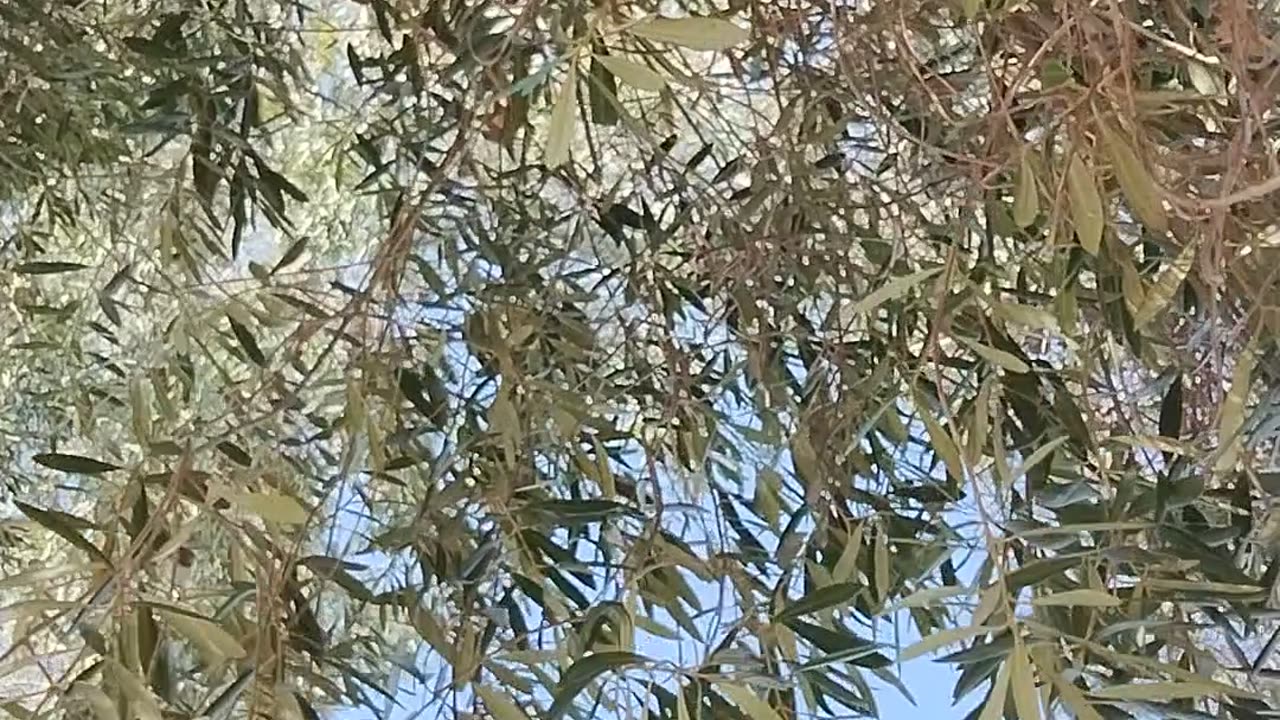 They saved the Tortoise - yeah - edited - Aug 14 2025 -