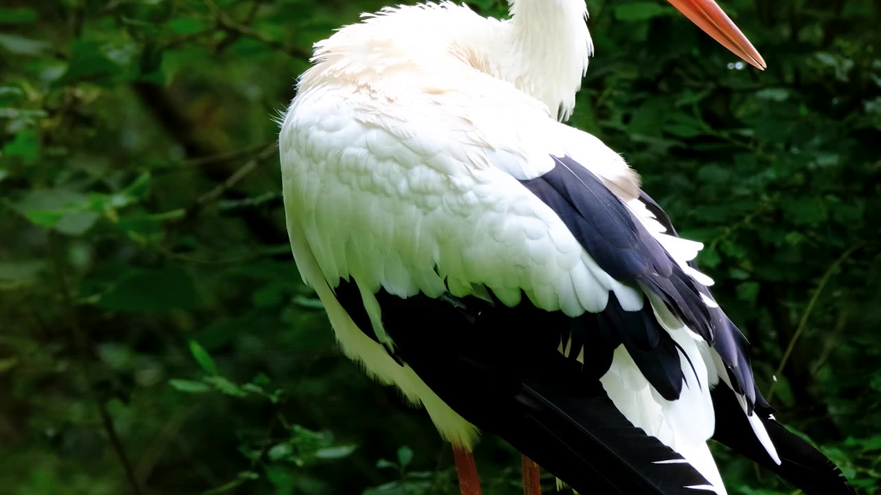 A Beautiful White Stork Capture In 4K