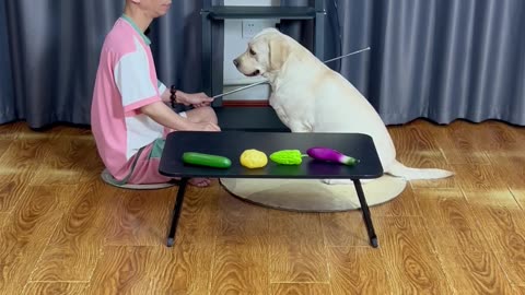 狗狗看图叼菜，四次挑战全通关 Dog looks at the picture and picks up food, completes all four challenges