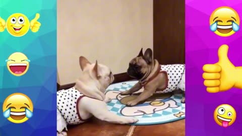 funny animals compilation🤣😹🐶
