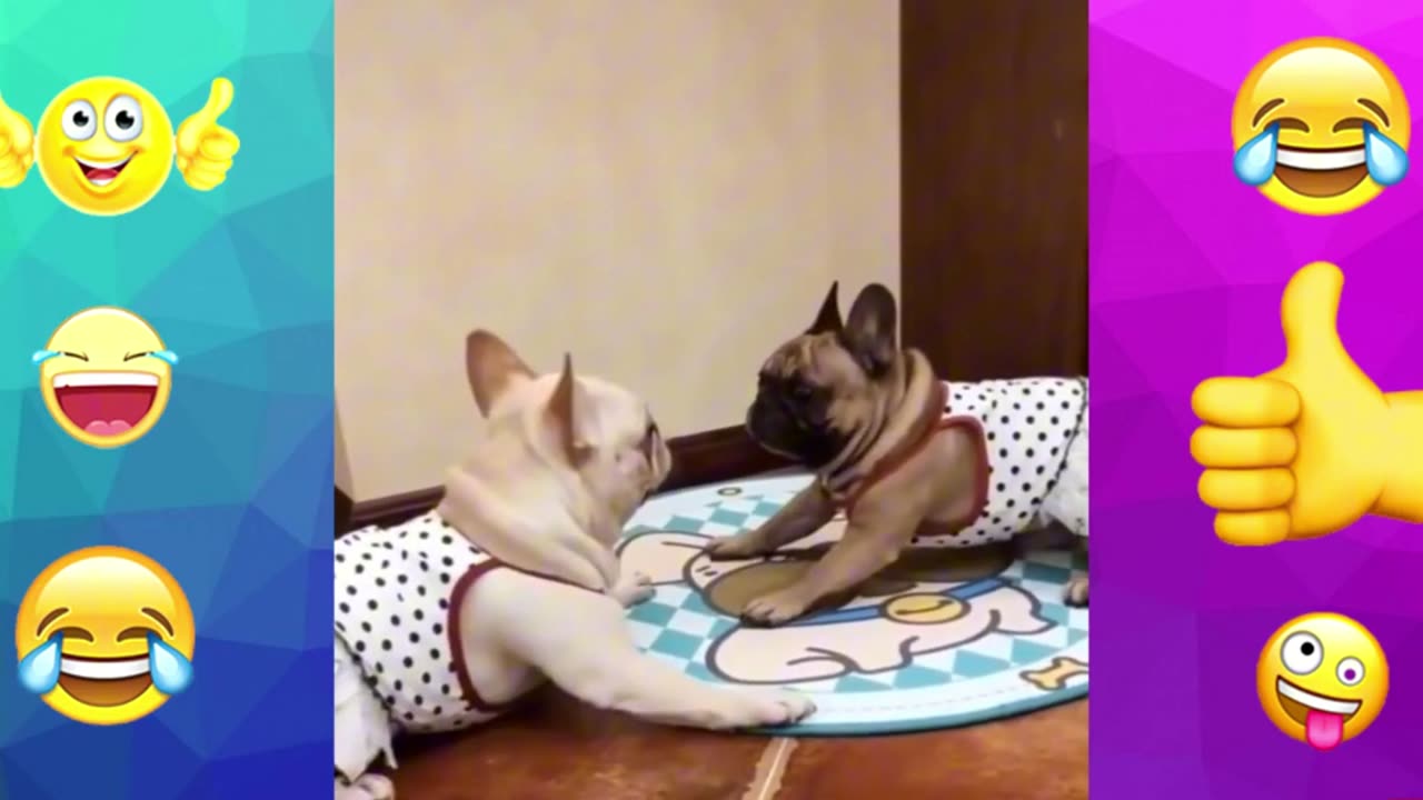 funny animals compilation🤣😹🐶