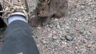 😂🍪 Little Bunny's Snack Attack! | FunFM