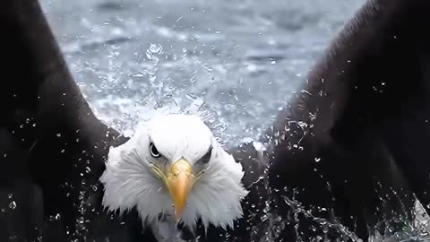 The Eagle