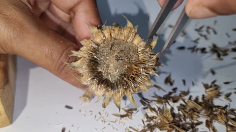 Sunflower Satisfaction Video - Part 3 RAW
