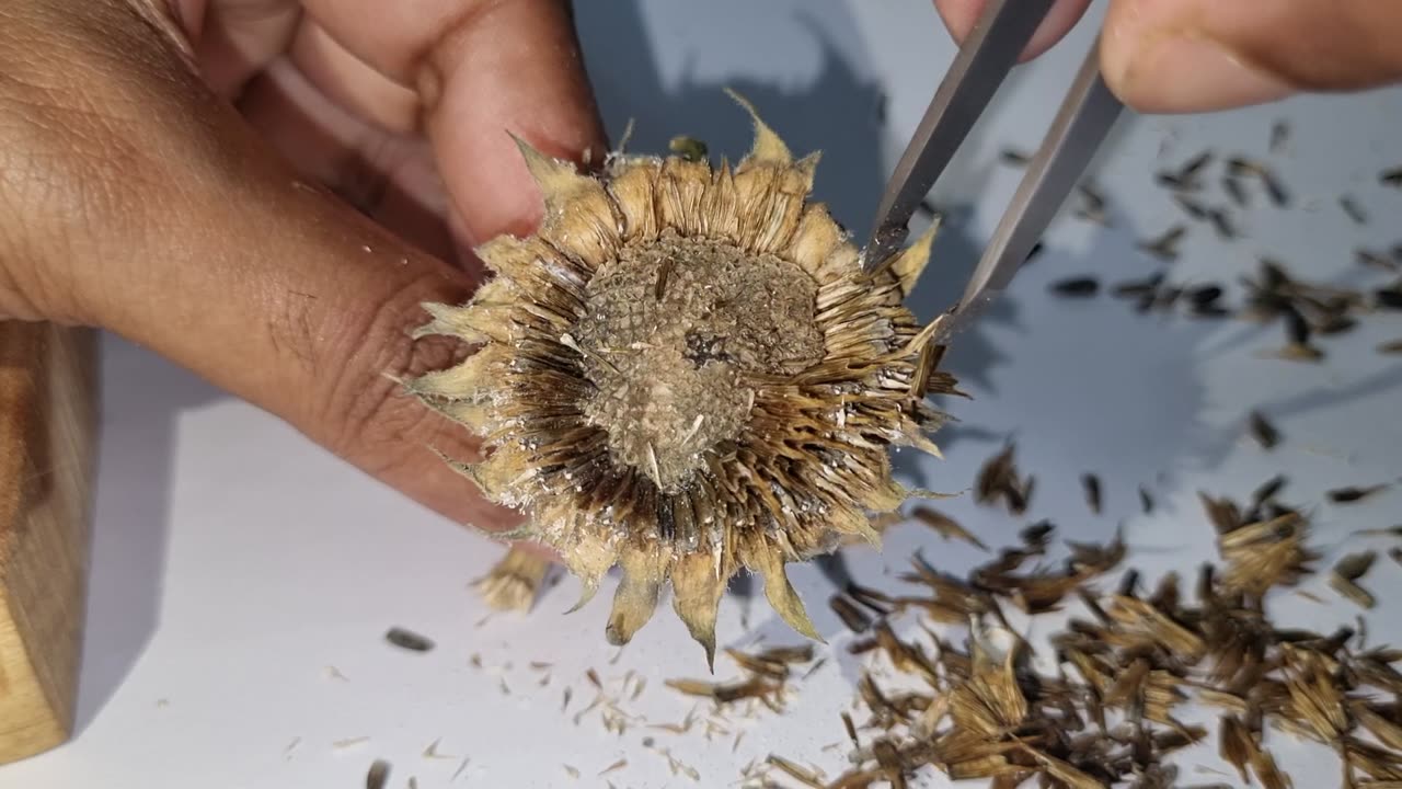 Sunflower Satisfaction Video - Part 3 RAW