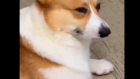 The cutest dog in the world ...