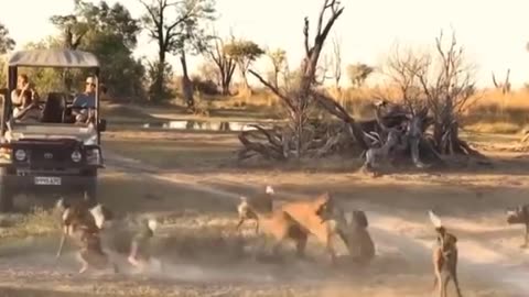 Loin fighting with dogs