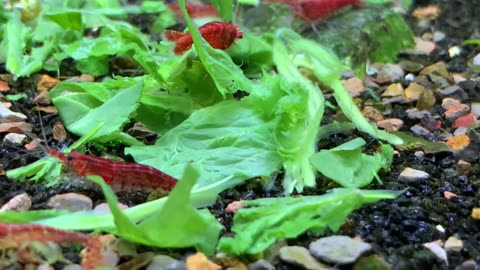 Cherry Shrimp Eating Spinach
