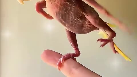 A kind family rescued a baby bird fallen outside their window 🐦 ♥️