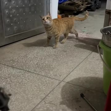 🤣The funniest videos with animals - 2025