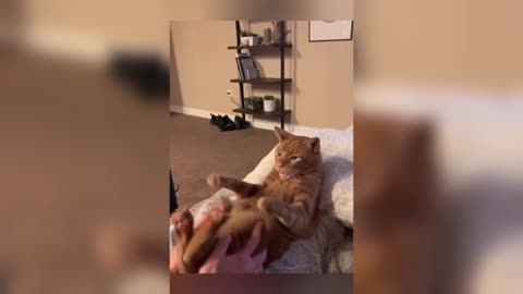 Funny animal video (try not to laugh)