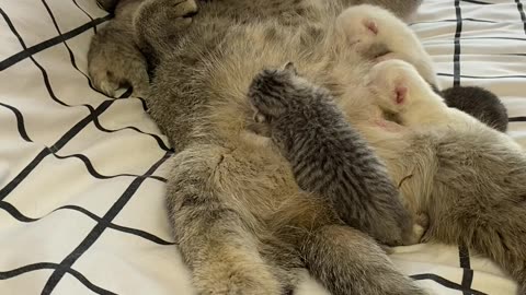 Family of Loving cats