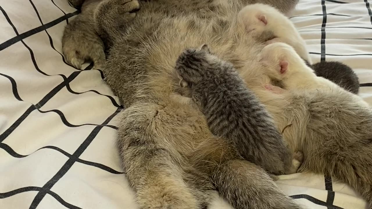 Family of Loving cats