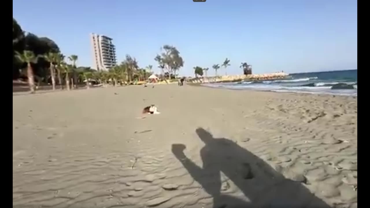Alex and the Limasol Beach Cat - 31 March 2025