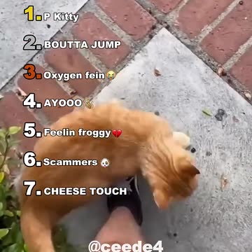 Funny animal bloopers and fails