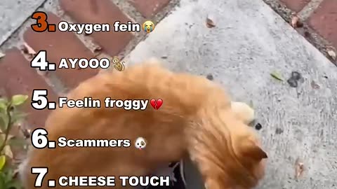 Funny animal bloopers and fails