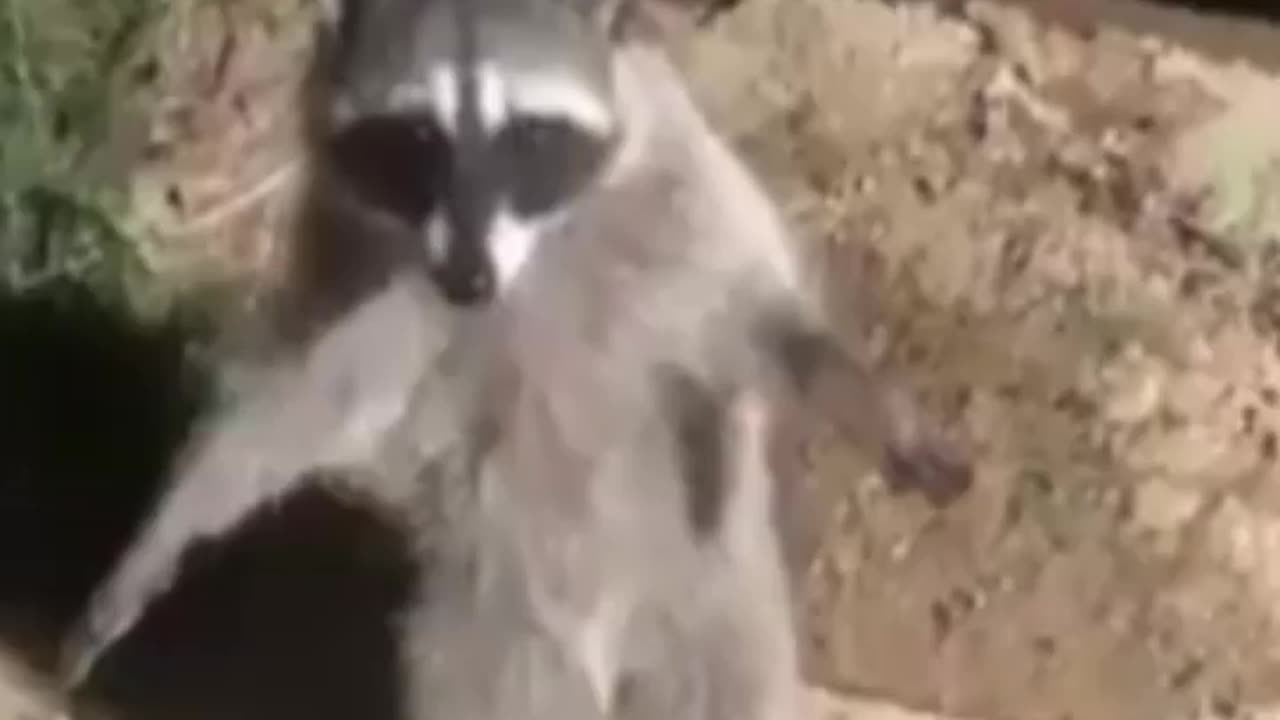 you don't mess with racoons