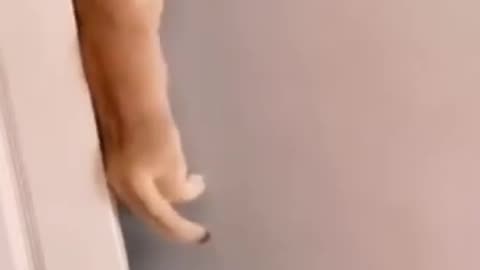 Funny cats