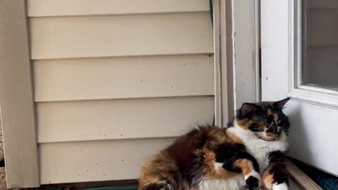 Cat Insists on Napping at Door