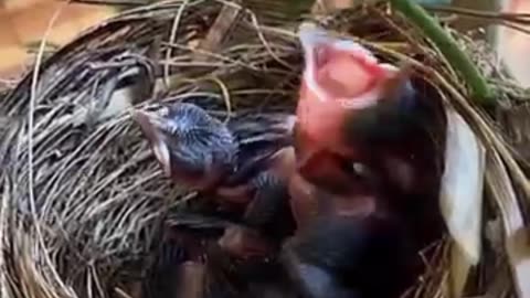 Chidiya sigret Kyu piti hai 😱😱