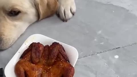 Dog: Are you sick? Give me the real deal?fast growth plan