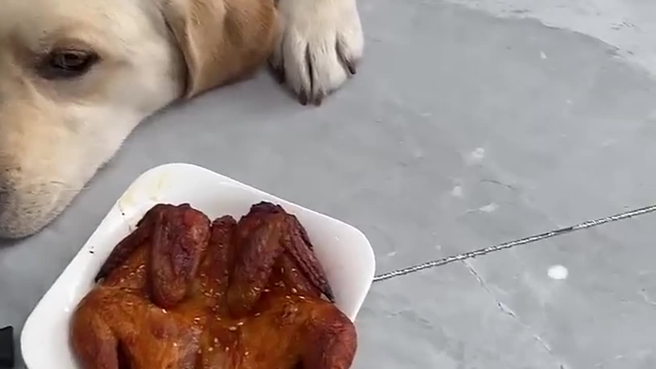 Dog: Are you sick? Give me the real deal?fast growth plan
