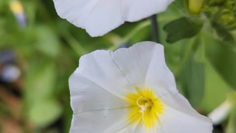 Morning glory