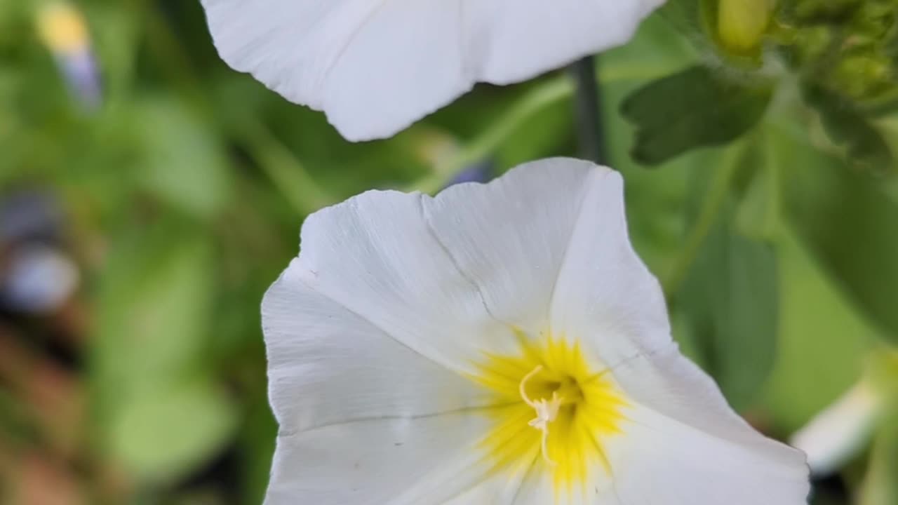 Morning glory