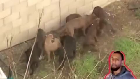 Eaten