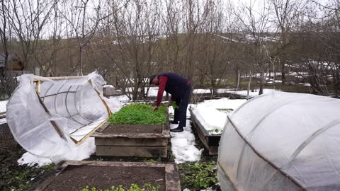 Sadjichi - Traditional Azerbaijani Lamb Dish, Outdoor Cooking