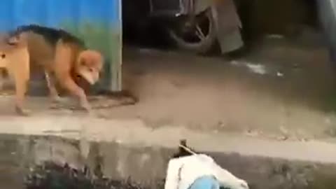 funniest chicken