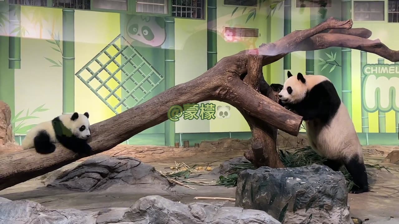 When your mom says ‘stop climbing trees’... but you’re literally a Baby panda 🌿😂