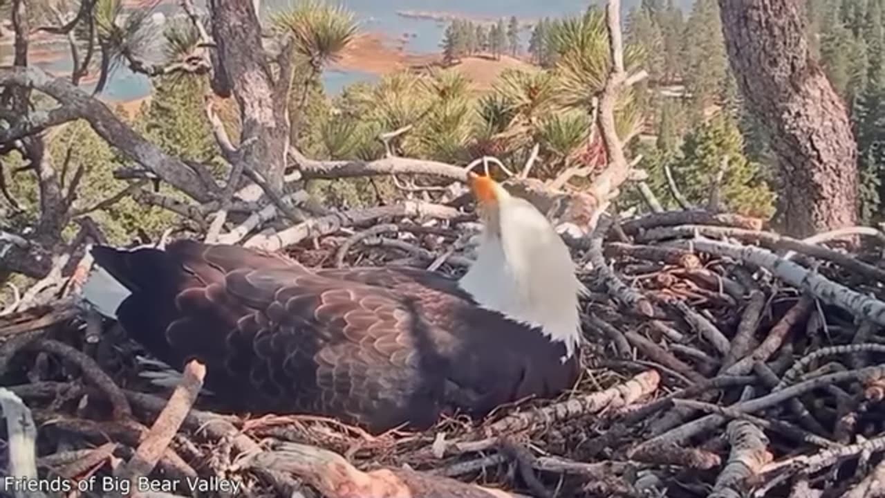 funny animals