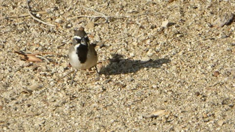 Sparrow eating up seed, ants make a cameo!