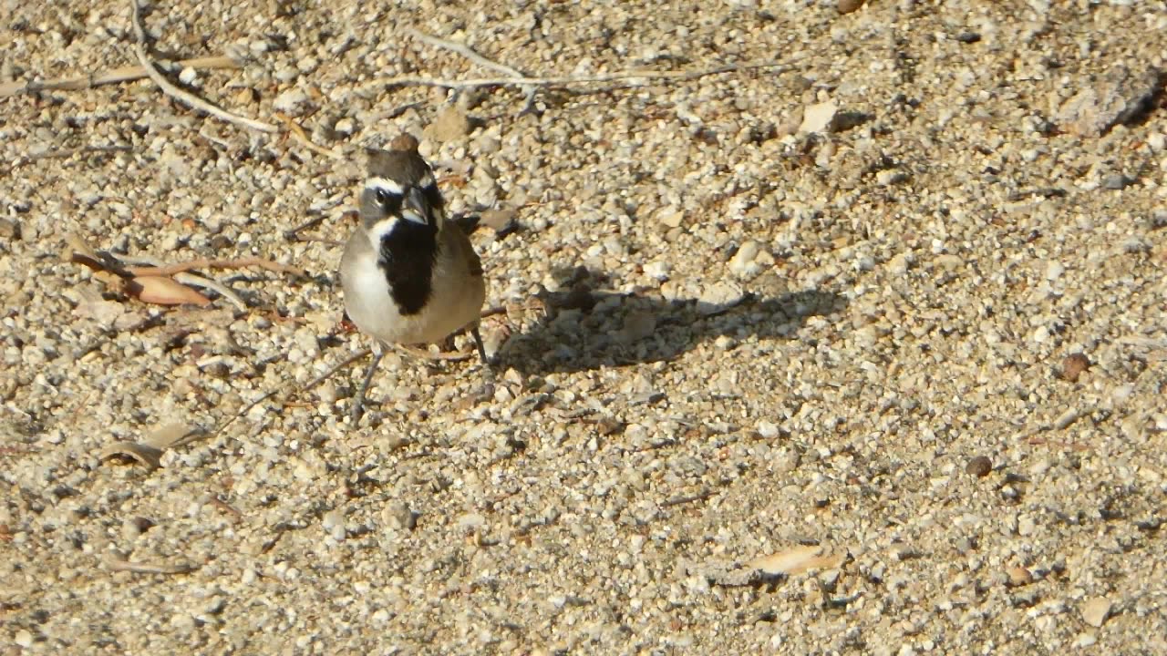 Sparrow eating up seed, ants make a cameo!