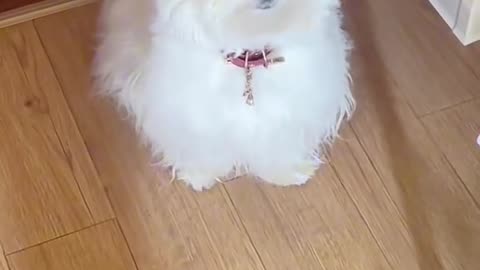 Funny pets Videos ever