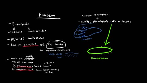 A Quick Overview of Protozoa