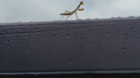 Baby Preying Mantis