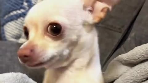 Dog's Comedy Videos 🤣 so cute videos 😍 funny videos 🤣