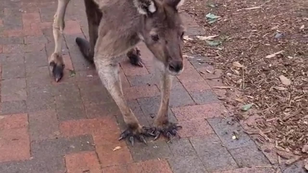 Kangaroo doesn’t wanna leave PUB