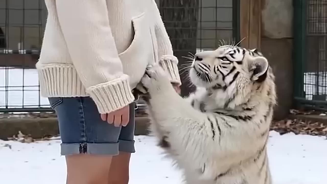 "Cartoon tiger powered by AI!"