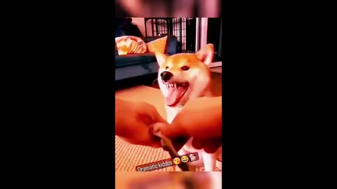 FUNNY DOGS ANS CAT PLAYING WITH BABY COMEDY WAY