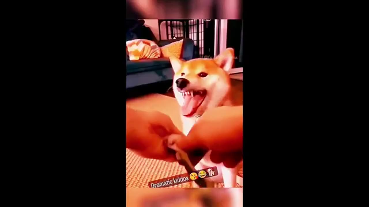 FUNNY DOGS ANS CAT PLAYING WITH BABY COMEDY WAY