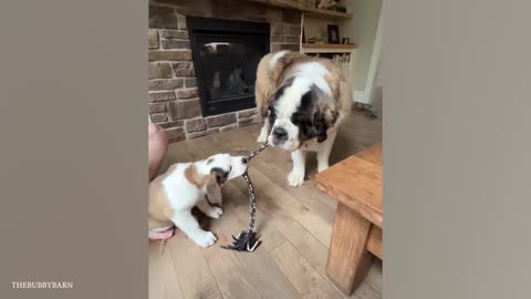 Pet crazy moment | funny and cute animals