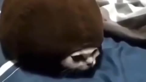 😍😍😘🔥 😍💦 FUNNY Animals and pet's💕😘 😘🔥 💕😘 😍💦 💦