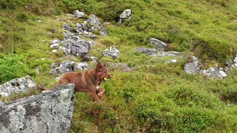 Welsh sheepdog having fun on Manod Mawr