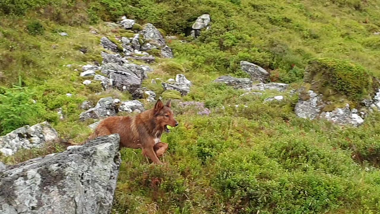 Welsh sheepdog having fun on Manod Mawr