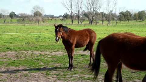 Tech Weekly: big rockets, cloned horses and holo-cops 