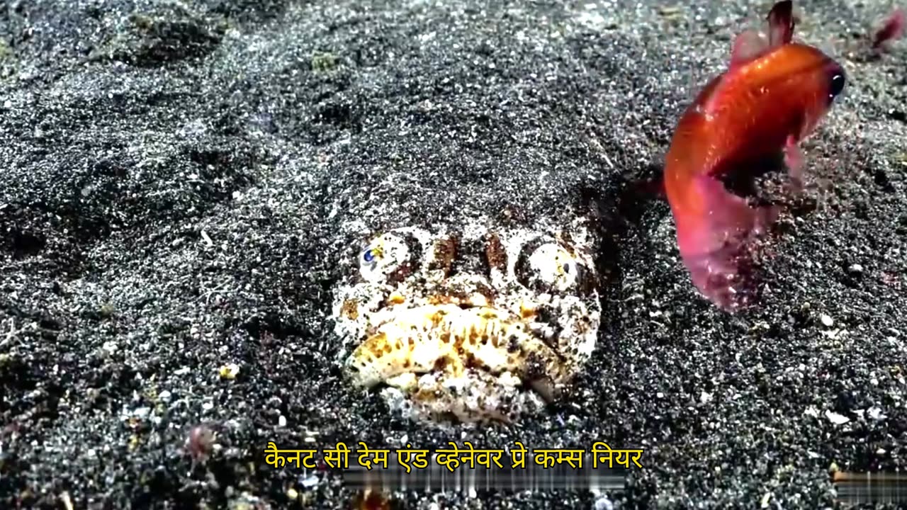 Top 10 Most Dangerous Fish in the World #dangerous #fish