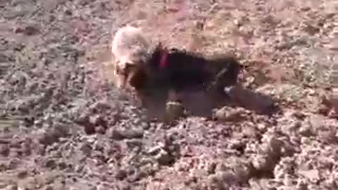 Jagdterrier running through badger
